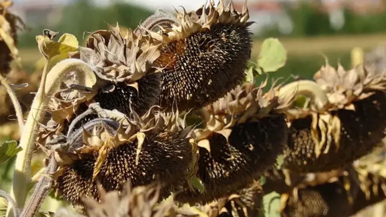 Kuraklık ayçiçeği üretimini vurdu: O ilimizde verim düşüşü ve kalite kaybı yaşandı