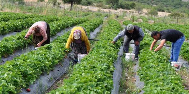 Kuraklık desteği ne kadar, yattı mı? Kuraklık desteği nasıl alınır şartları neler?