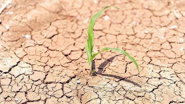  Kuraklık desteği ne zaman ödenecek 2021