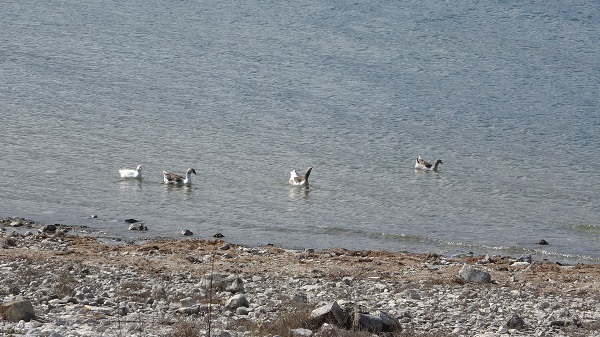 Kuraklık devam ediyor! Balıkçılık yok oluyor
