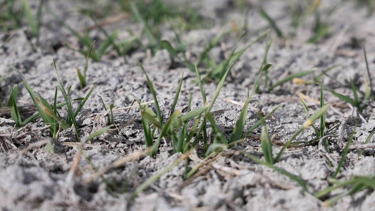Kuraklık endişesi büyüyor! Kar yağışı toprağa yetmedi