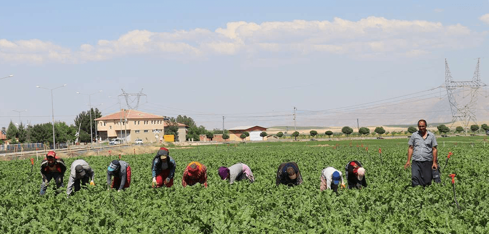 Kuraklık nedeniyle bu yıl şeker pancarında rekolte düşüklüğü bekleniyor