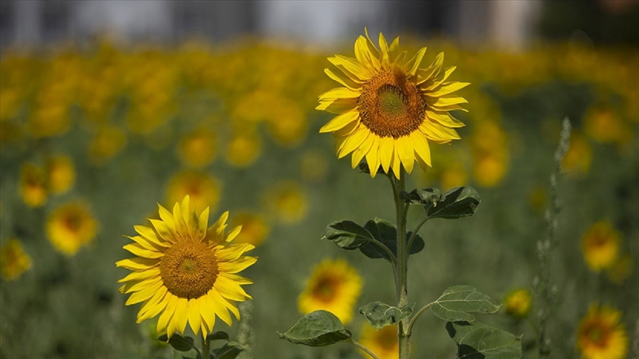 Kuraklık verim kaybına yol açtı