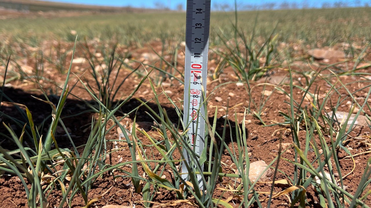 Kuraklık vurdu, ekinler biçilemeden otlak oldu!