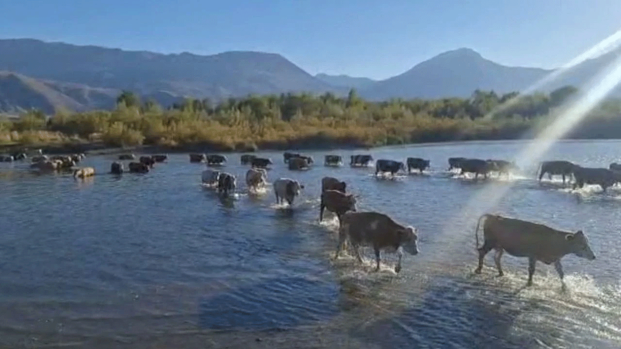 Kuraklık vurdu! Karasu Nehri'nde su çekilince büyükbaş hayvanlar karşıya yürüyerek geçti