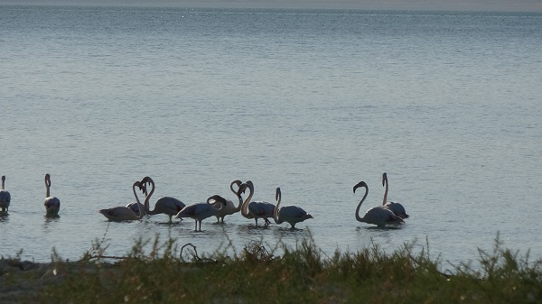 Kuraklıkla boğuşan gölde allı turnaların son dansı