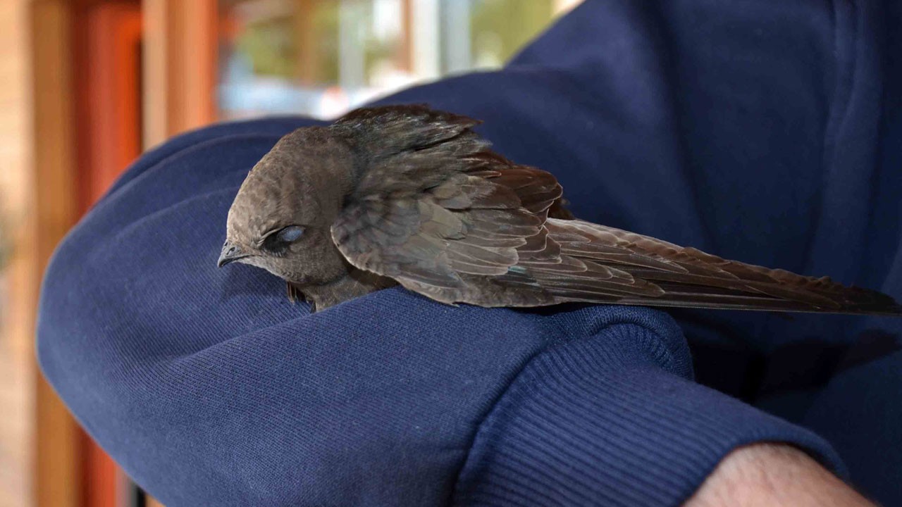 Kuran-ı Kerim'de adı geçen kuş! Koluna kondu, bir daha bırakmadı