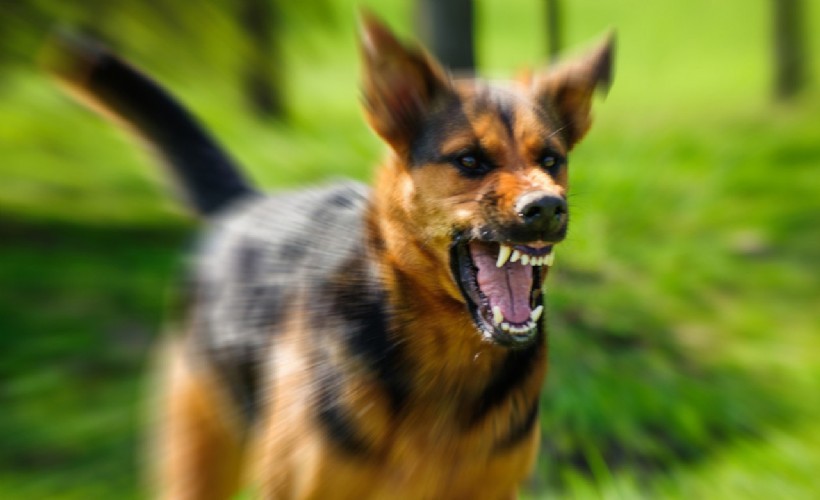 Kur’an kursuna giderken köpeklerin saldırısına uğradı! 11 yaşındaki yavrumuz hastaneye kaldırıldı