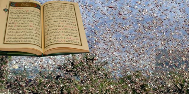 Kuran'da cekirge İstilası geçiyor mu? Çekirge istilası Kur'an'da hangi ayette yer alıyor?