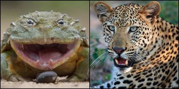 Kurbağa mı, leopar mı? Bakın savaşı kim kazandı