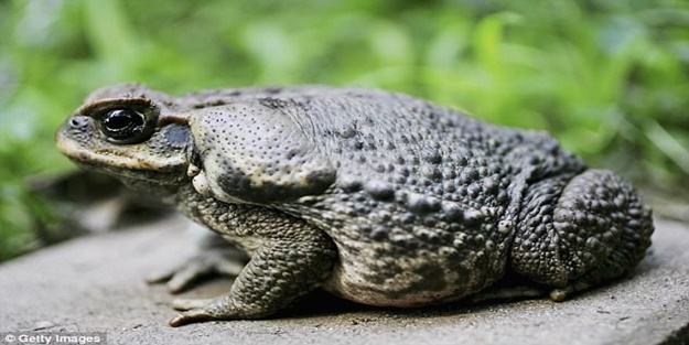 Kurbağa yiyen adam öldü