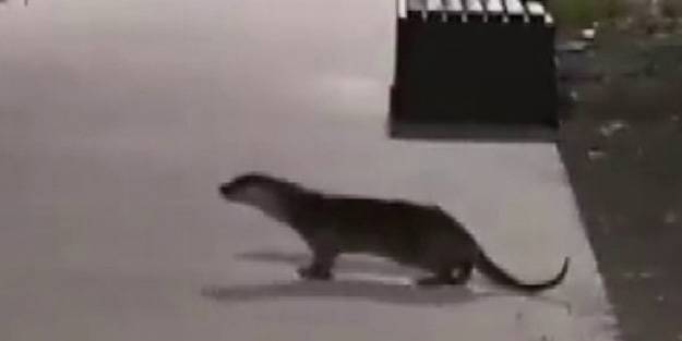 Kurbağalıdere'de görüldü! Vatandaşı şaşkına çeviren anlar