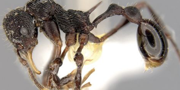 Kurbağanın midesinde keşfedildi!