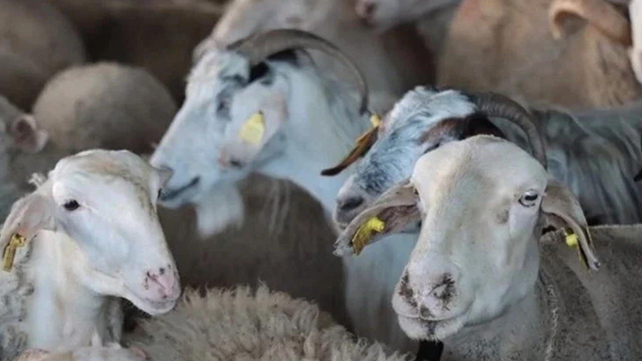 Kurban bağışında dolandırıcı tuzağına dikkat!