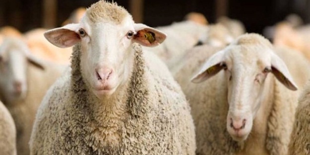 Kurban bayramı 2021 ne zaman? Kurban bayramı kaç gün tatil?