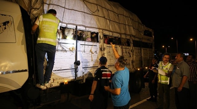 Kurban Bayramı için geri sayım… Kurbanlıklar İstanbul’a getirilmeye başlandı