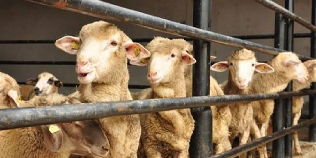 Kurban Bayramı ne zaman 2022 Kurban Bayram tatili hangi gün?