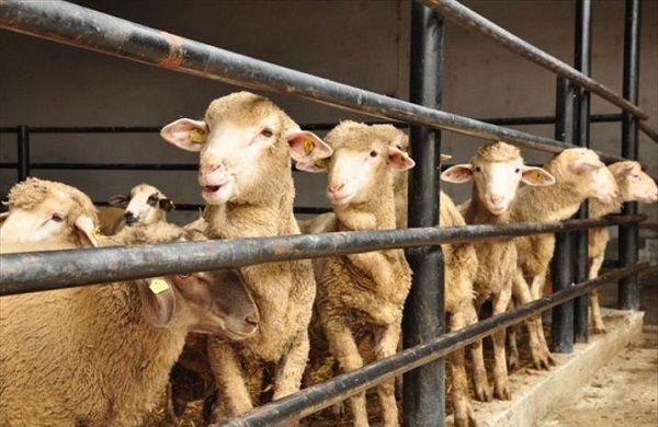 Kurban bayramı ne zaman 2022 | Kurban bayramıyla 15 Temmuz tatili birleşir mi?