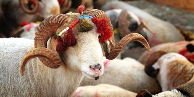 Kurban Bayramı ne zaman 2023, kaç gün, hangi tarihte idrak edilecek? Diyanet dini günler takvimi ile işte Kurban Bayramı tarihi