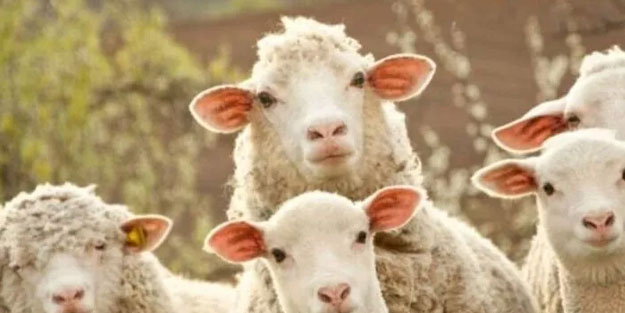 Kurban Bayramı ne zaman hangi gün? 2022 Kurban Bayram tatili kaç gün?