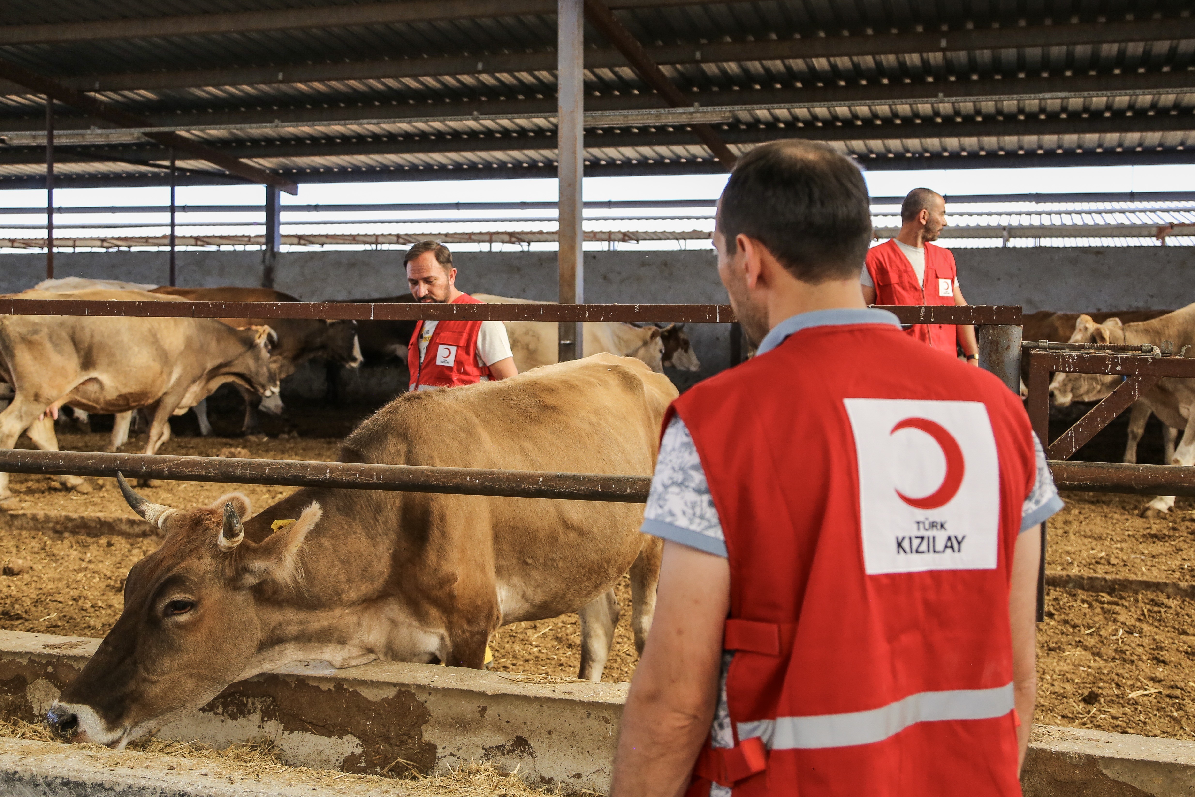Kurban Bayramı Ne Zaman? Kurbanlıklar Nasıl Seçilmeli?