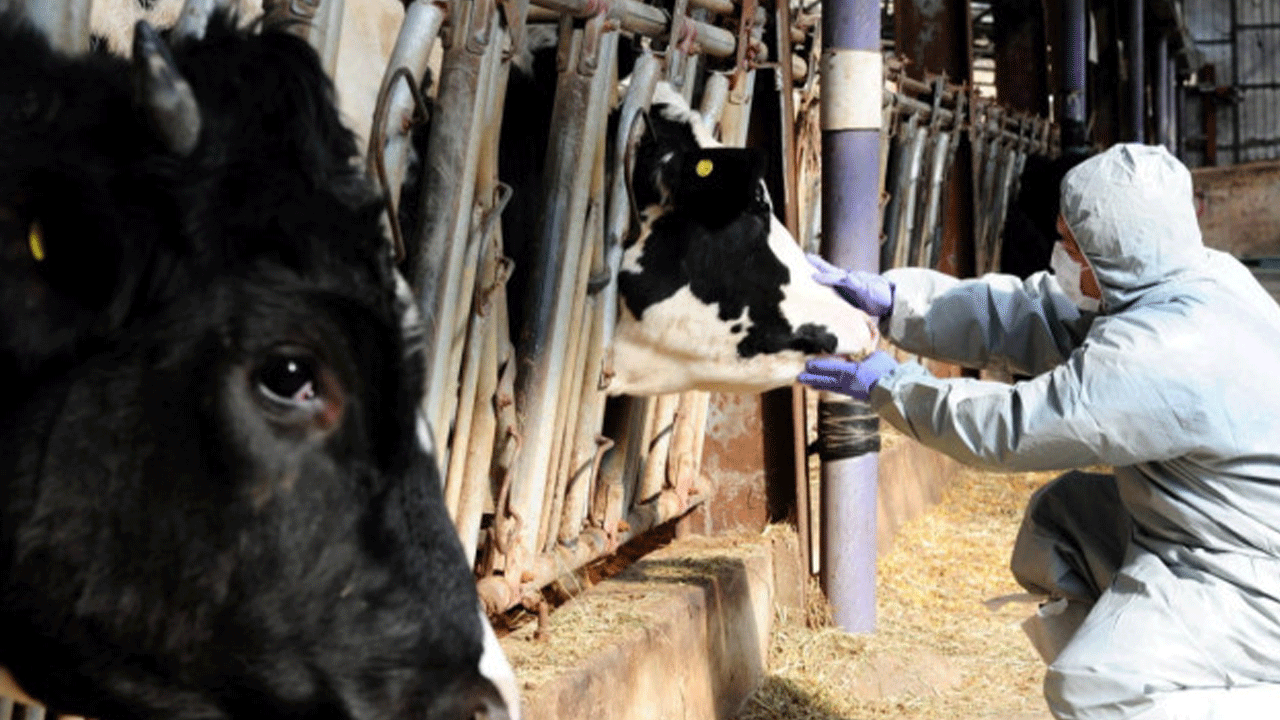 Kurban Bayramı öncesi Hakkari'den sevindirici haber