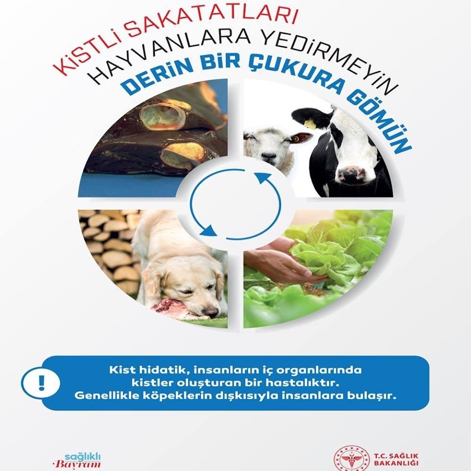 Kurban bayramı öncesi ’Kist Hidatik’ hastalığı uyarısı 