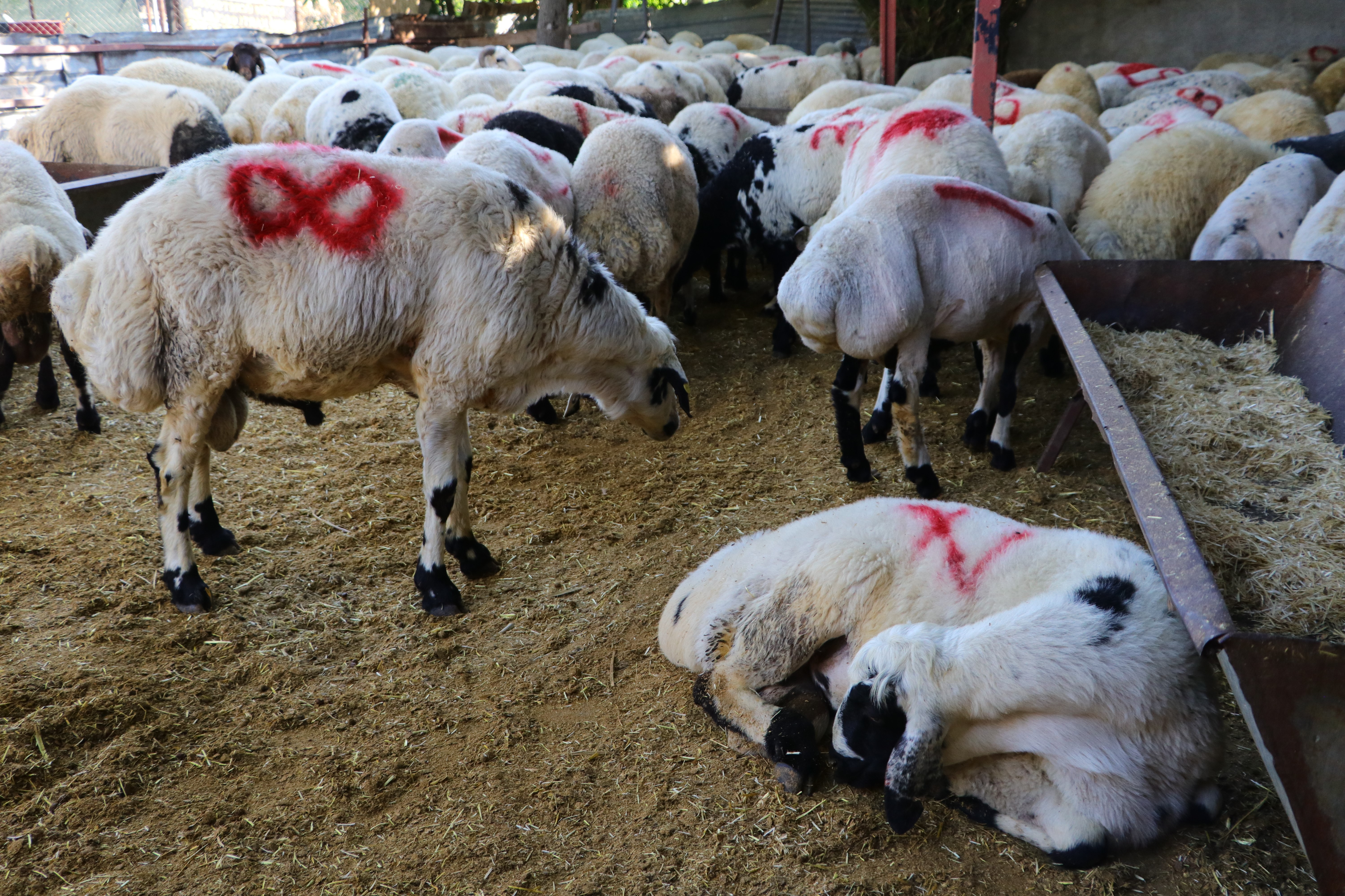 Kurban Bayramı sakatata yaradı