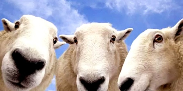 Kurban Bayramı yaklaşırken uzmanlardan uyarı! Kesimi ehline bırakın