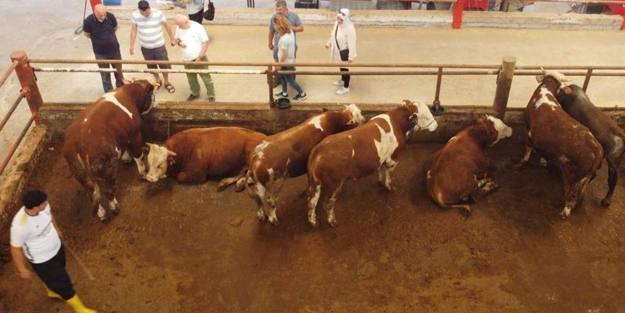 Kurban Bayramı’na sayılı günler kaldı! Kıran kırana pazarlık…