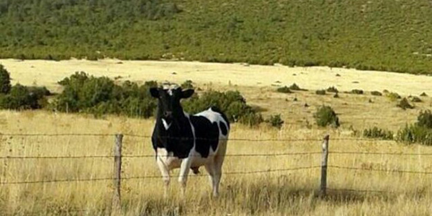 Kurban bayramında kaçmıştı, bugün...