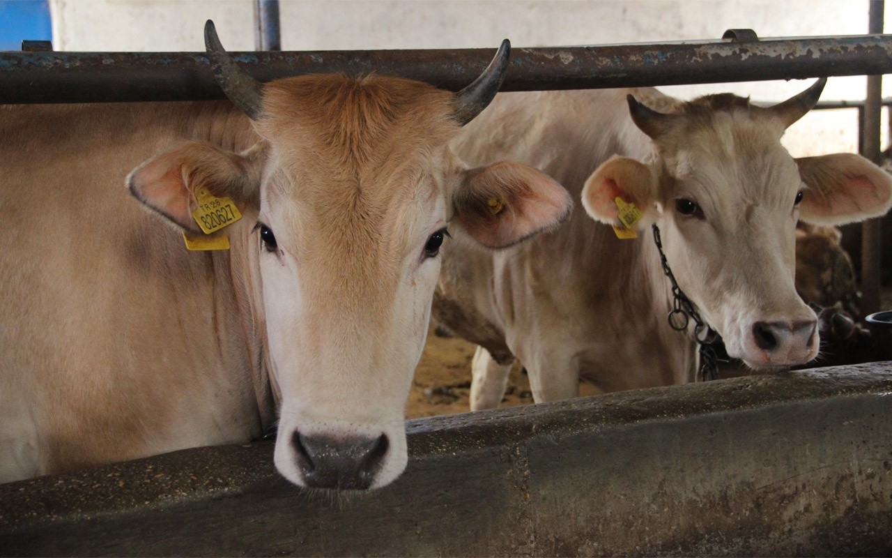 Kurban Bayramı'nda sokağa çıkma yasağı olacak mı?