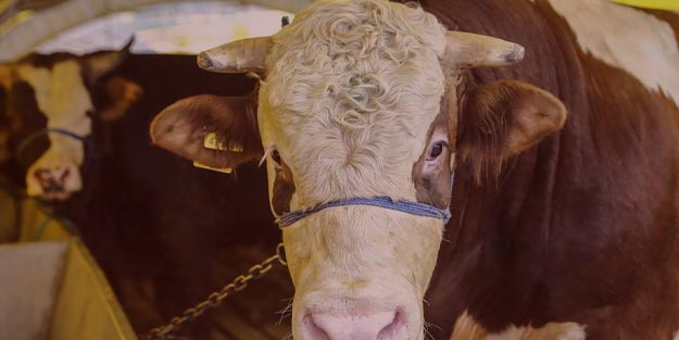 Kurban bayramında sokağa çıkma yasağı olacak mı? Kurban satışları olacak mı?