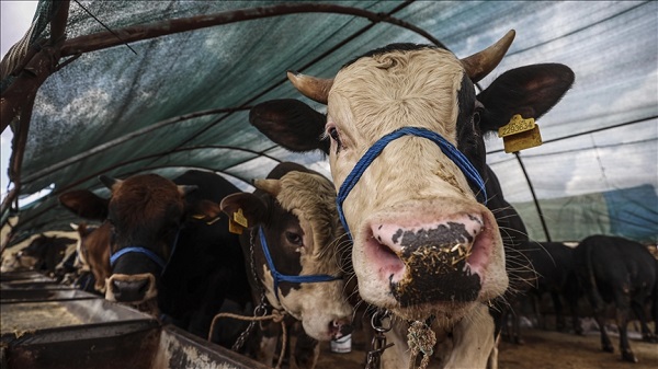 Kurban eti en az kaç kişiye dağıtılmalıdır? Kurban eti fakir olmayan akrabaya komşuya verilir mi?
