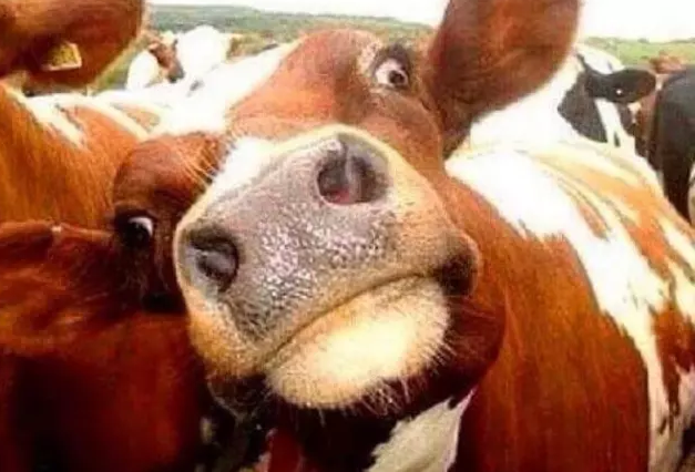 Kurban fiyatları belli oldu! Rakamlar şok etti! En düşük büyükbaş bakın ne kadardan başlıyor