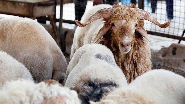Kurban fiyatları: Büyükbaş küçükbaş kurbanlık fiyatları düştü mü?