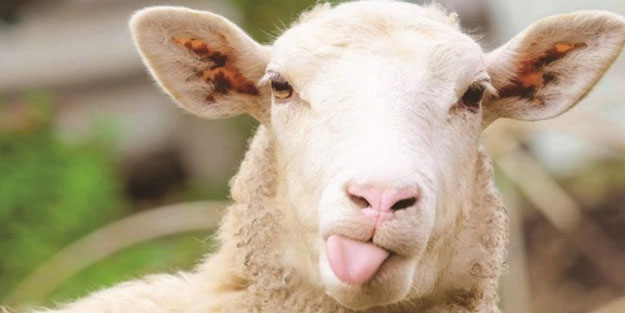 Kurban fiyatları ne kadar? 2022 Dana, koç, koyun kurbanlık fiyatları ne kadar, kaç TL?