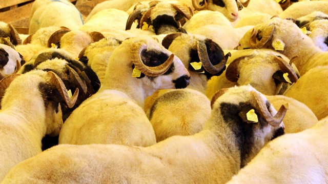 Kurban fiyatlarında son durum