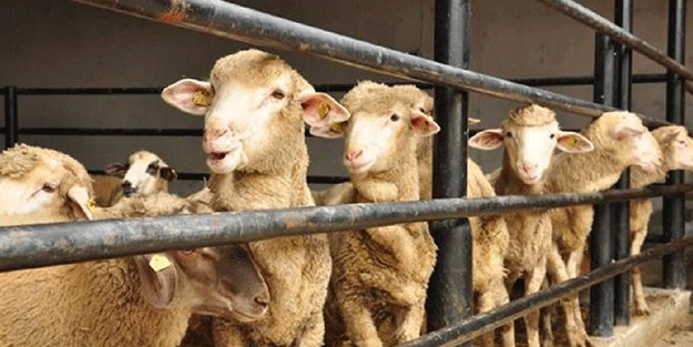 Kurban fiyatlarını görenler gözlerine inanamadı! Vatandaşlar şimdiden almaya başladı