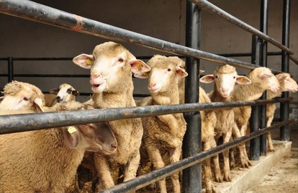 Kurban kesilirken hayvanı narkozla bayıltmak caiz mi?