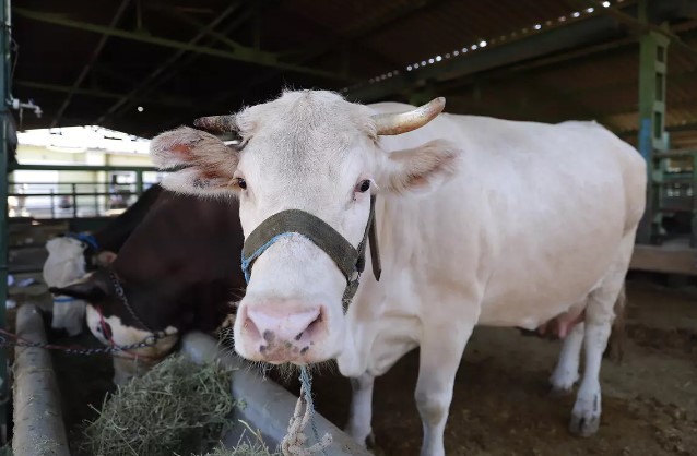 Kurban kesim tebliği yayımlandı! Bayramdan 15 gün önce...
