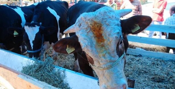 Kurban kesiminde kurallara uymayanlara para cezası