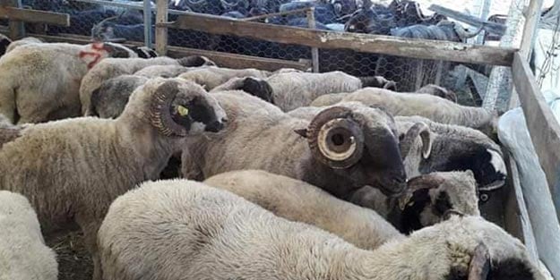 Kurban kimlere vaciptir? Kimler kurban keser kimler kurban kesmez?