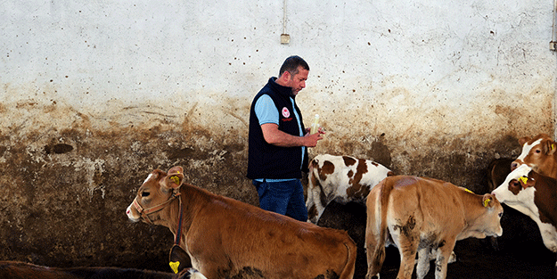 Kurban önce sıkı çalışma! Hayvanlar kenelere karşı…