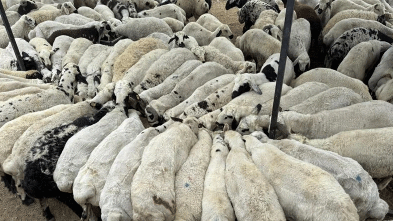 Kurban pazarında büyük tuzak! Gözünüzü açmazsanız iki katı fiyat ödersiniz