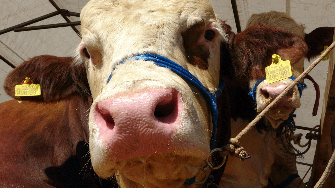 Kurban Pazarı’nda 'dev'lerin rekabeti: 1.3 tonluk ‘Şampiyon’ ve ‘İmparator’ karşı karşıya!