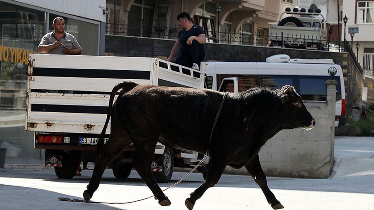 Kurban pazarından kaçan büyükbaşlar mahalle arasında saklanırken bulundu