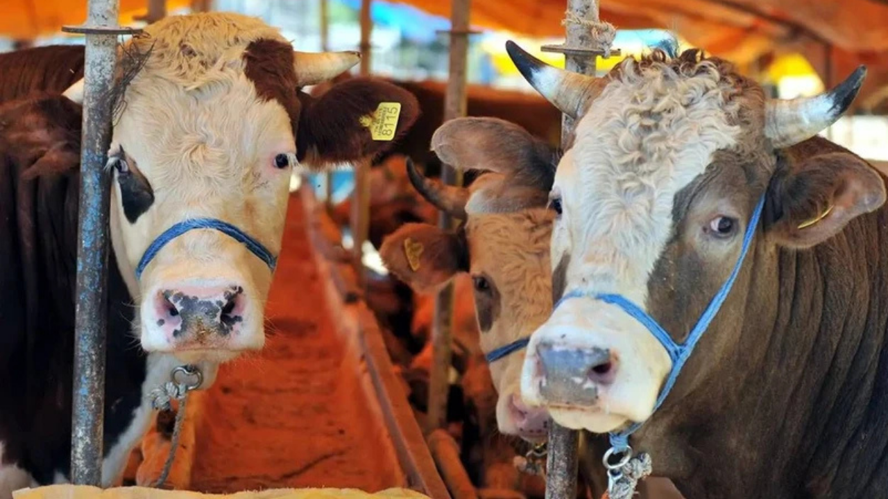 Kurban pazarlarında hareket başladı: İşte 2025 kurbanlık fiyatları!