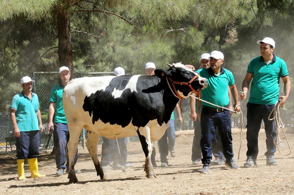 Kurban yakalama timi bayrama hazırlanıyor 