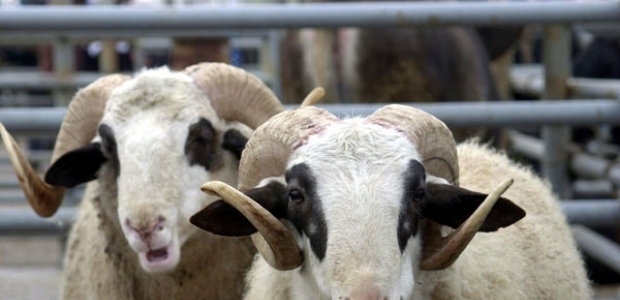 Kurbana eziyet edenlere para cezası